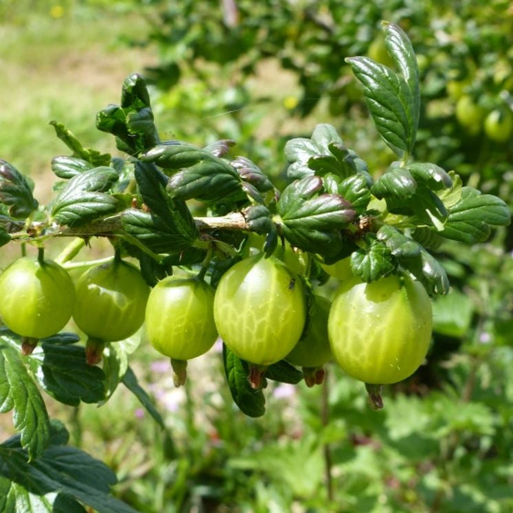 Egreš Invicta plody detail ovocný ker