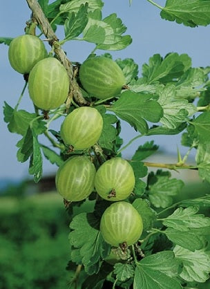 Egreš Invicta plody detail ovocný ker