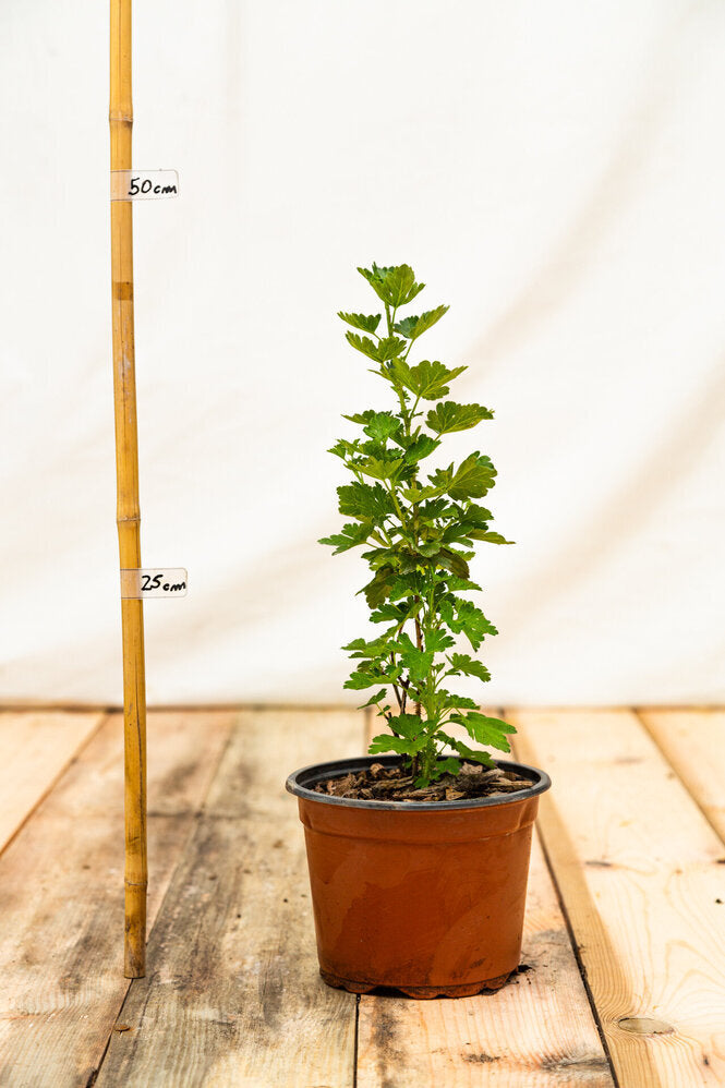 Egreš Invicta rastlina kontajner 		
OKEINVK