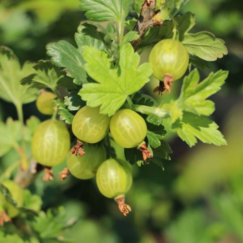 Egreš Mucurines plody detail ovocný ker