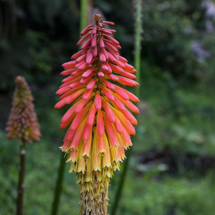 Knipholia fakľovka kvet  TSKNIPHOFIAK