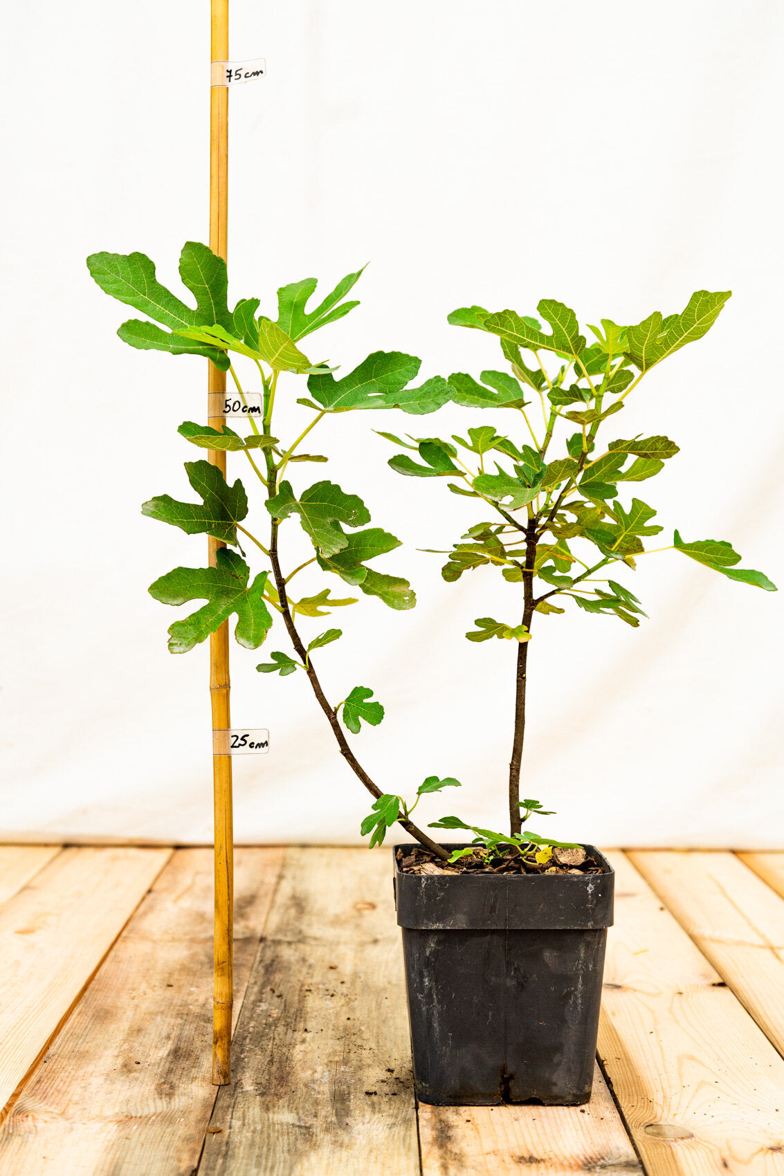 Fíkovník Francuesco