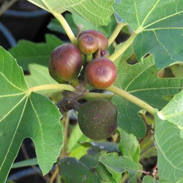 Fíkovník Little Miss Figgy