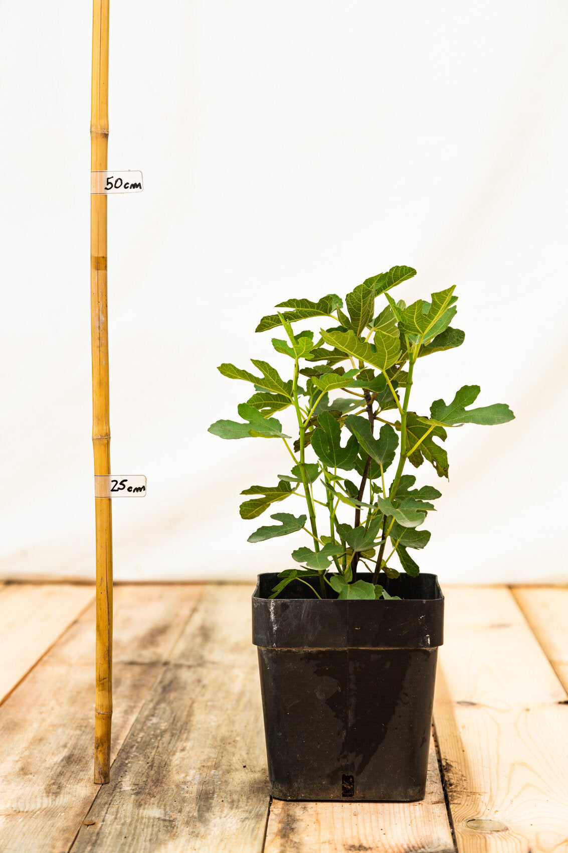 Brown Turkey kontajner