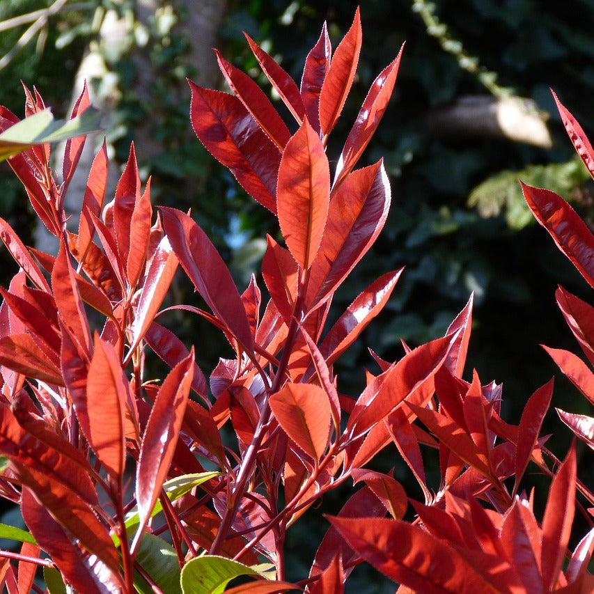Fotinie fraserova (červienka) Red Robin