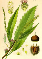 gaštan jedlý castanea sativa kresba listy plody