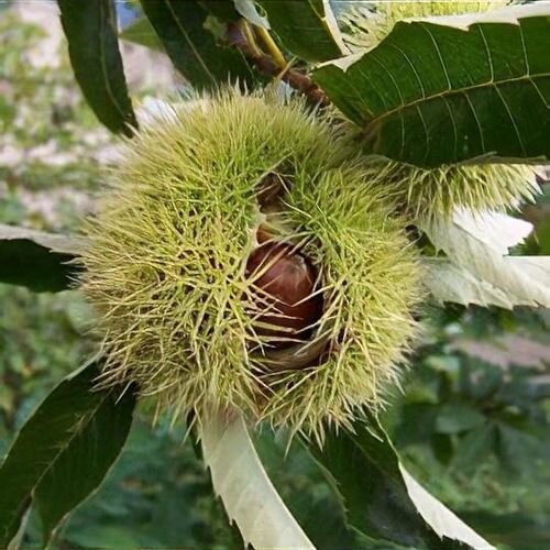 gaštan jedlý castanea sativa marigoule