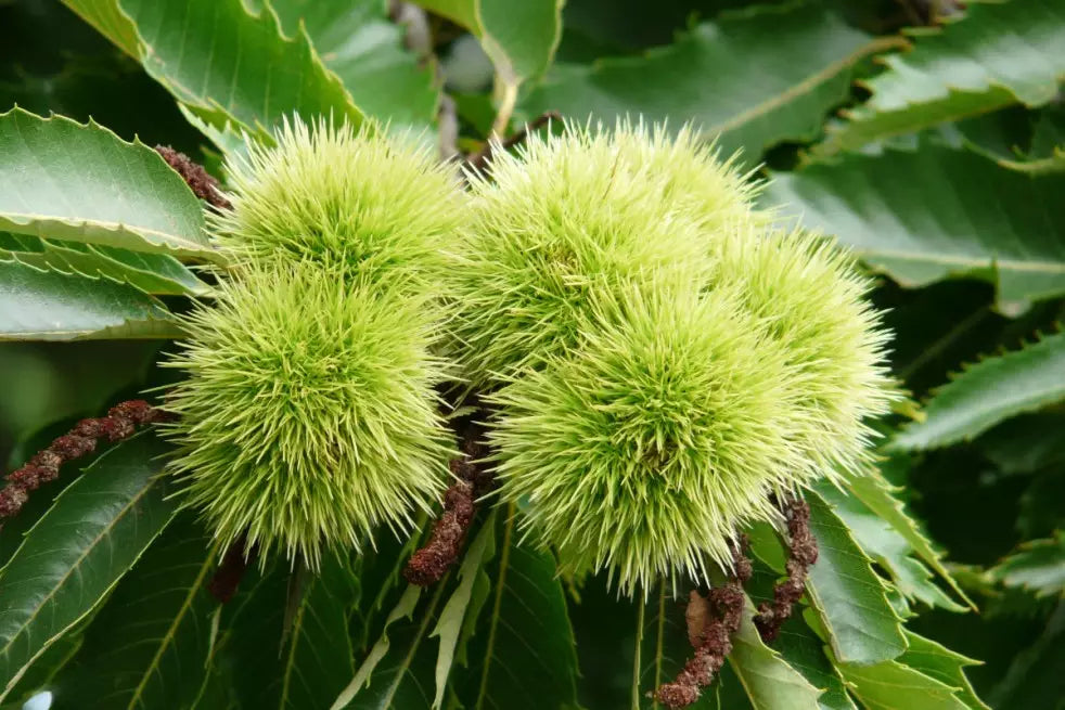 gaštan jedlý castanea sativa marigoule