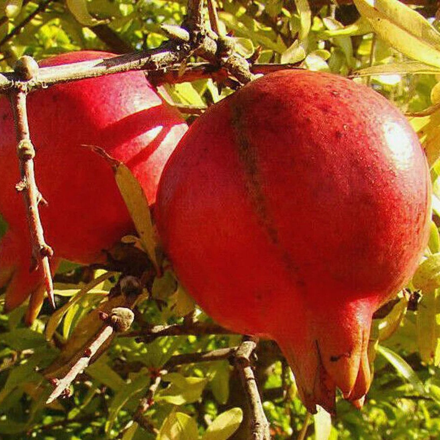 Granátovník púnský Acco