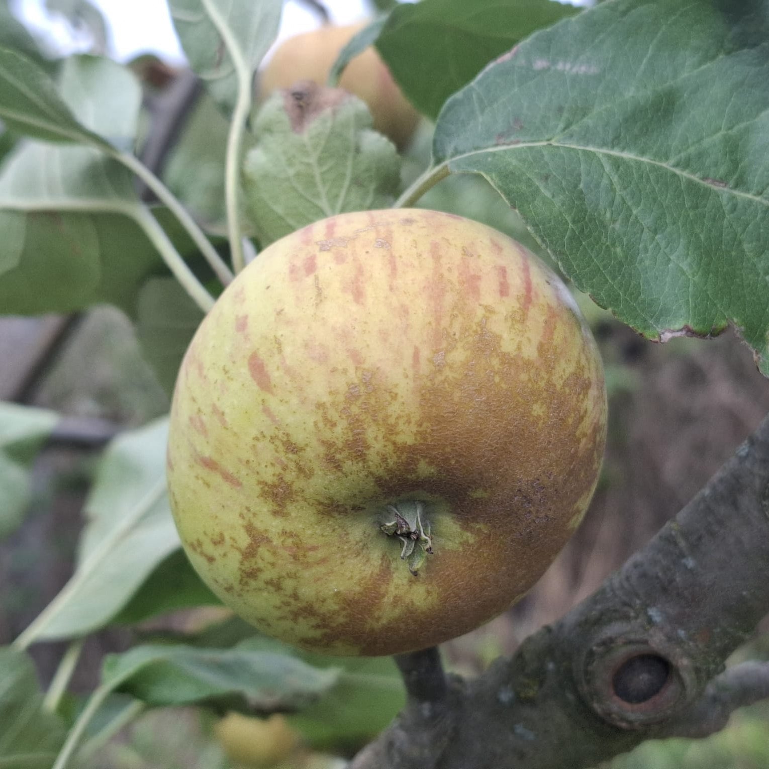 jabloň Hájkova muškátová reneta plody 