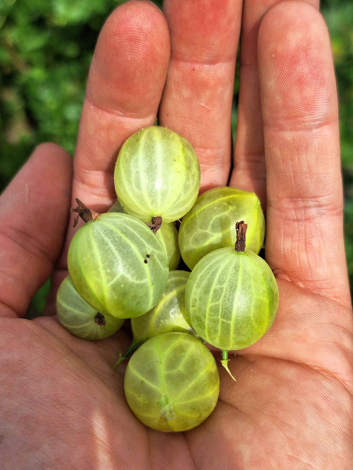 Angrešt Hinnonmäki žlutý