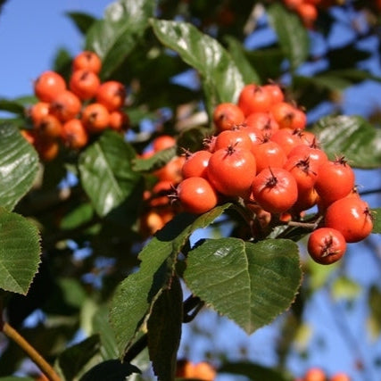 Hloh Lavallov detail plody