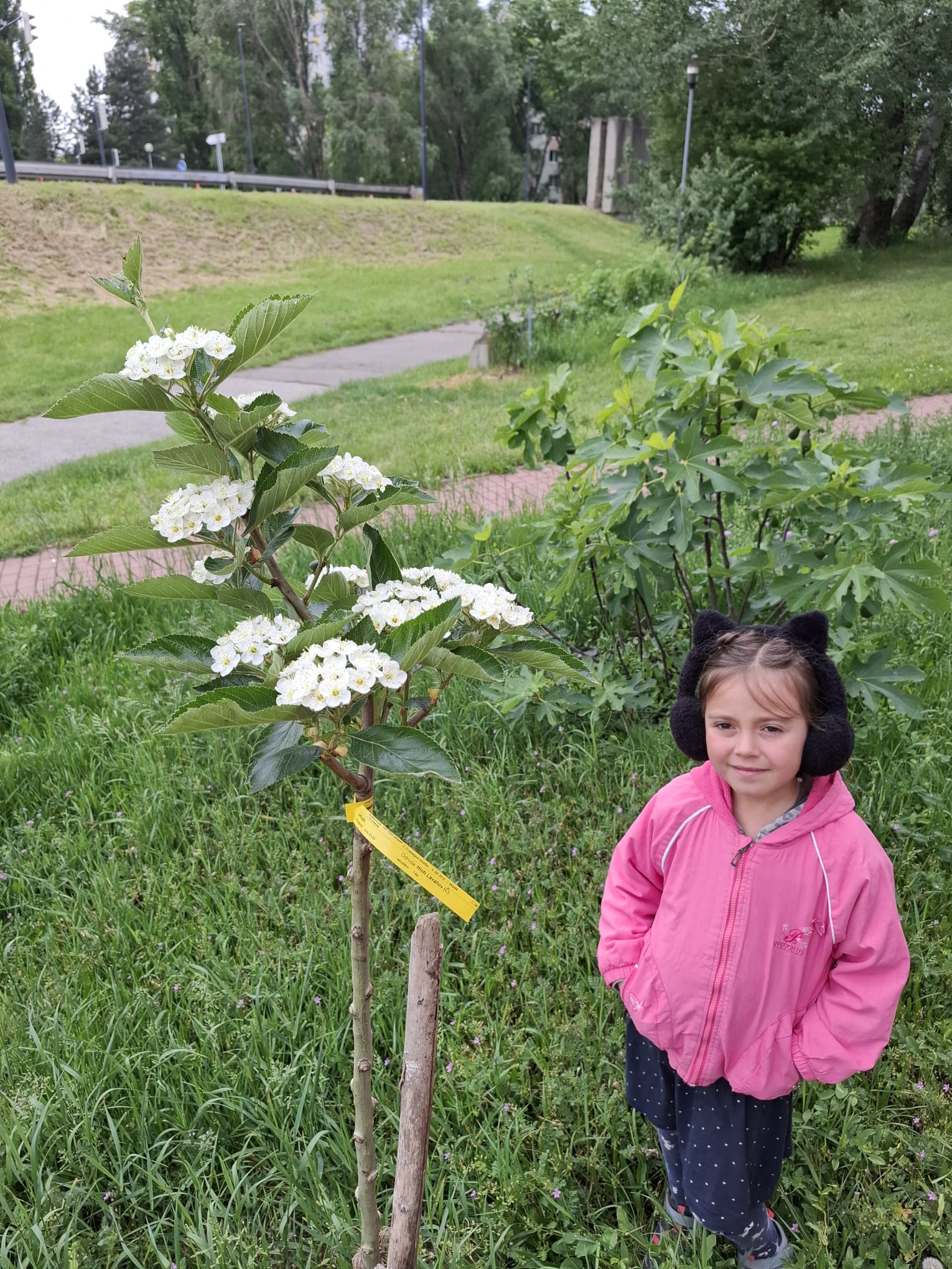 Hloh Lavallov detail strom