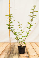 hlošina okolíkatá Elaeagnus umbellata  kontajner