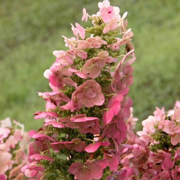 Hortenzia dubolistá Ruby Slippers kvet detail listnatý ker