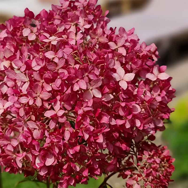 Hortenzia stromčekovitá Candybelle® Sorbet kvet detail