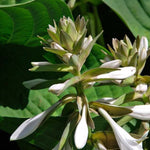 hosta elegans jedlé kvety  TJKHOSELEK