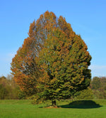 hrab obyčajný strom Carpinus betulus