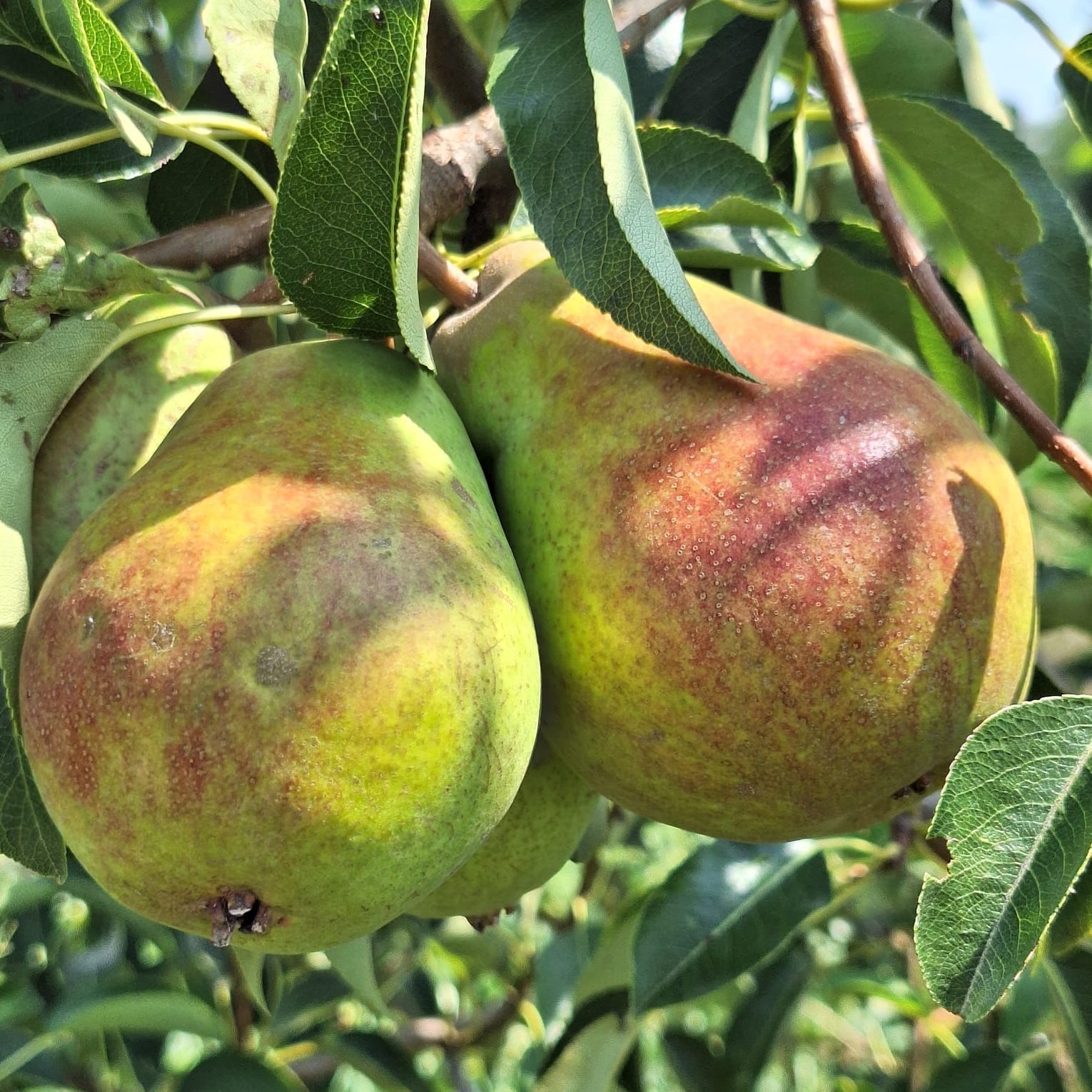 hruška Trevouxská plody