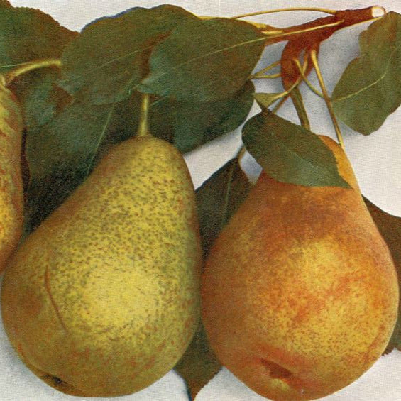 hruška Amanliská plody OSHAMAN