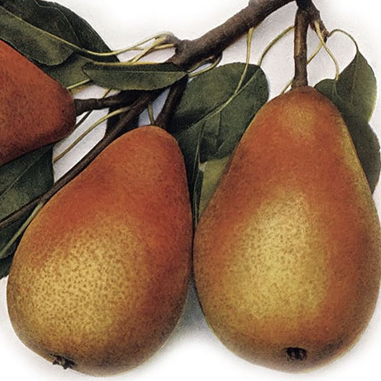 Hrušeň Avranšská