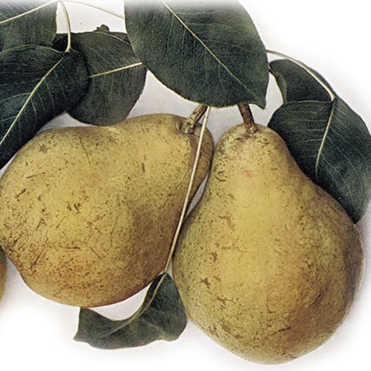 Hrušeň Blumenbachova