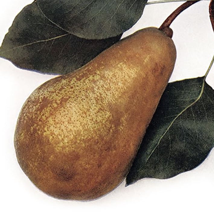 Hrušeň Boscova fľaša