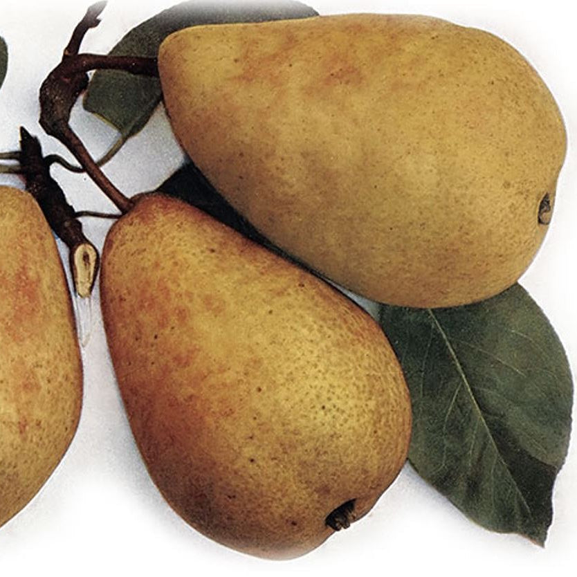 Hrušeň Charneuská