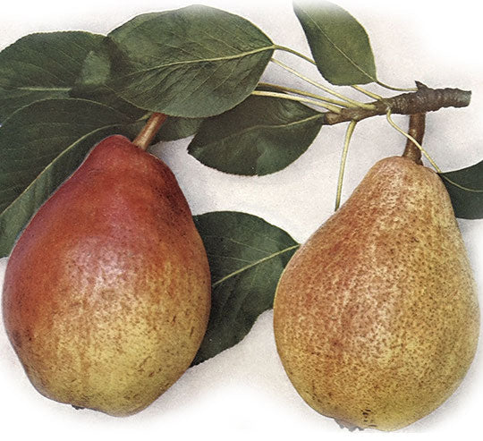 Hrušeň Clappova máslovka