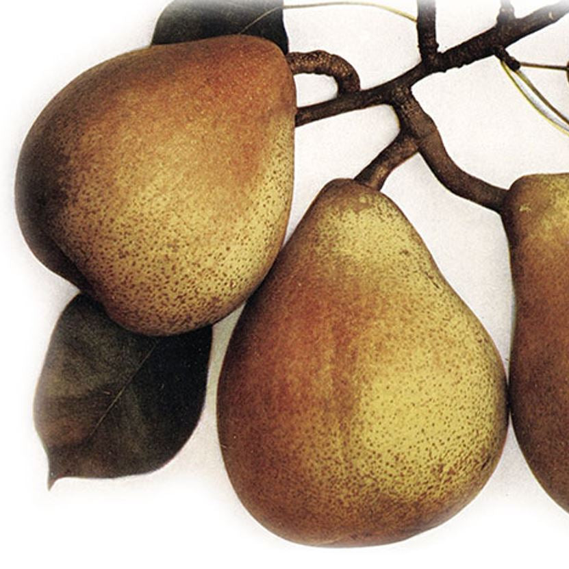 Dekanka Robertova hruška plody 