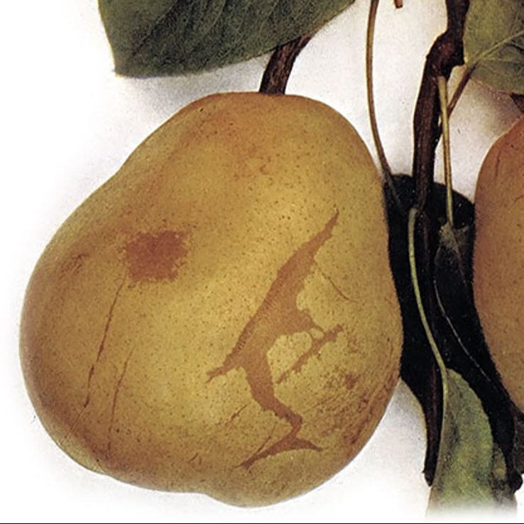 hruška Drouardova plody