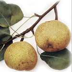 hruška Esperenova bergamotka plody 