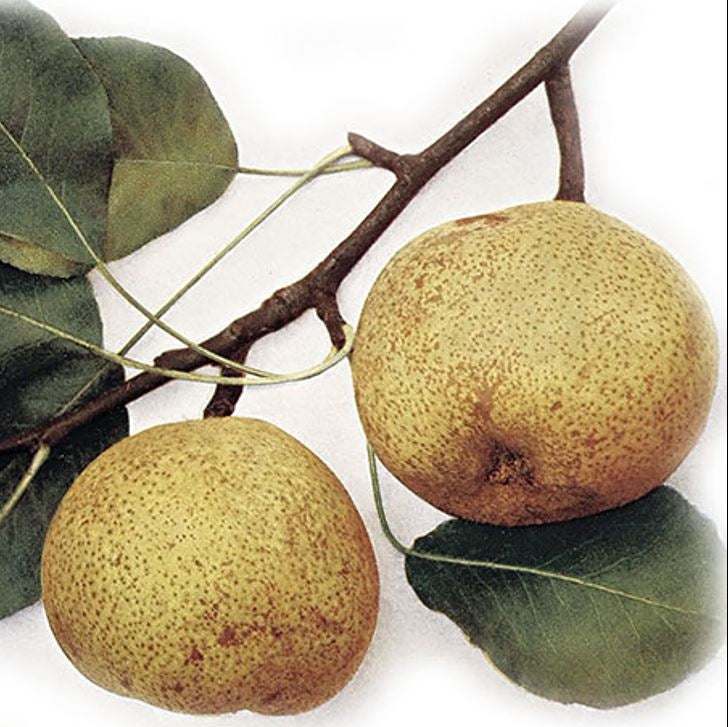 hruška Esperenova bergamotka plody 