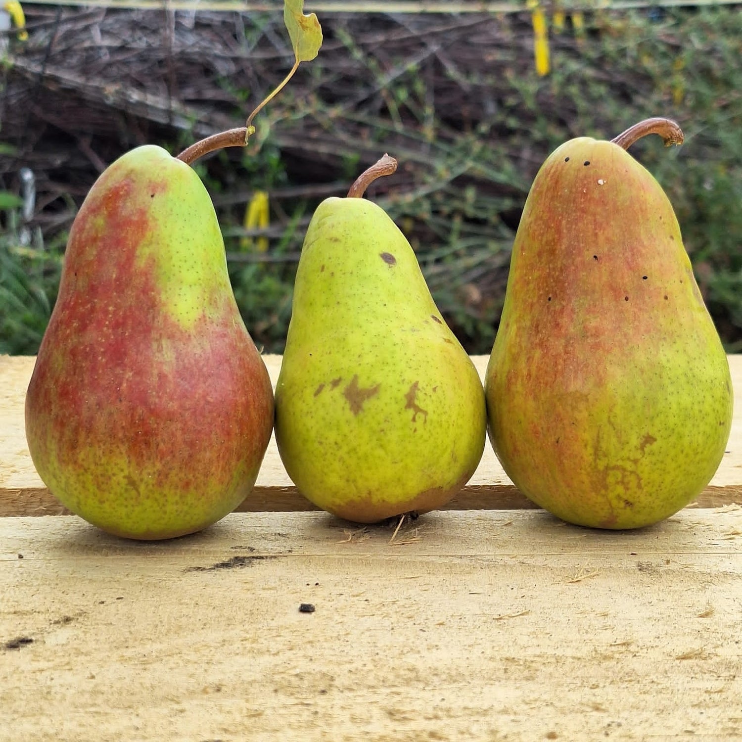hruška Giffardova plody 