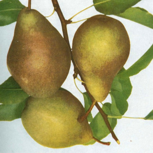 hruška Grosdemange plody