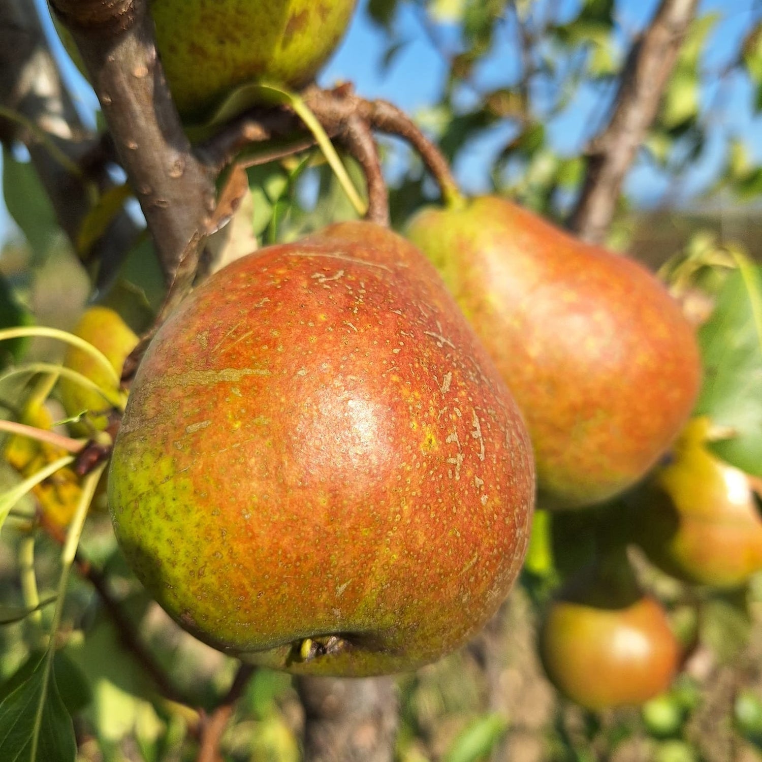 Hrušeň Grosdemange