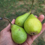 hruška Hajcárka plody