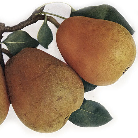 hruška Hardyho plody