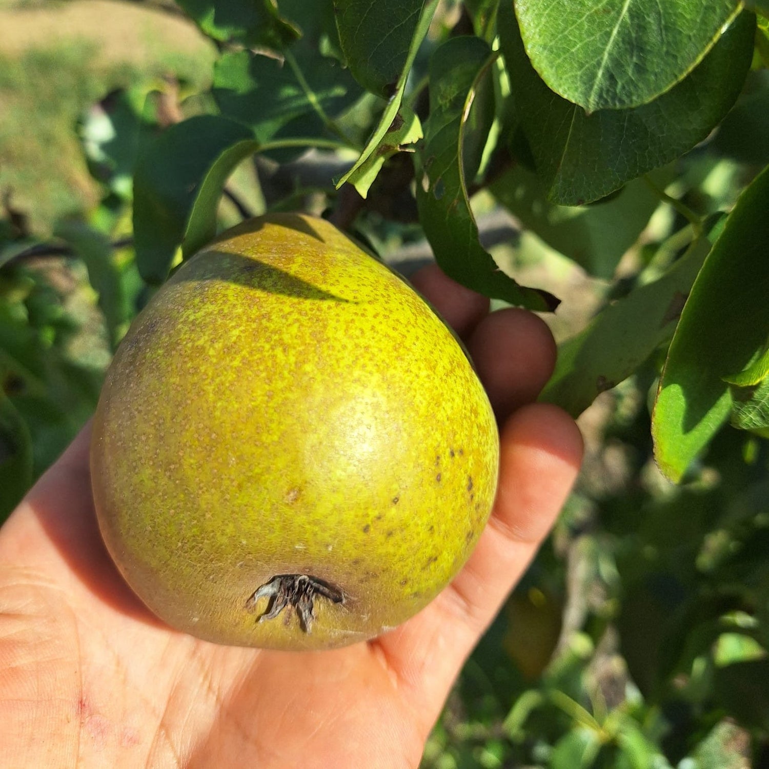 Hrušeň Hardyho máslovka