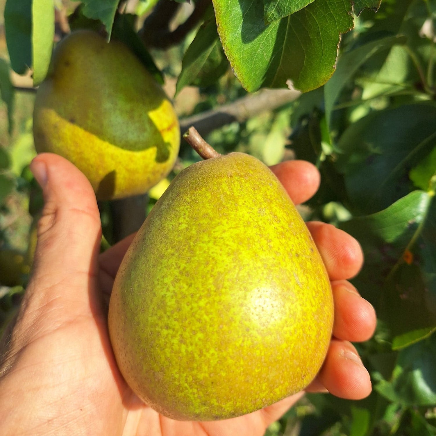 Hrušeň Hardyho máslovka