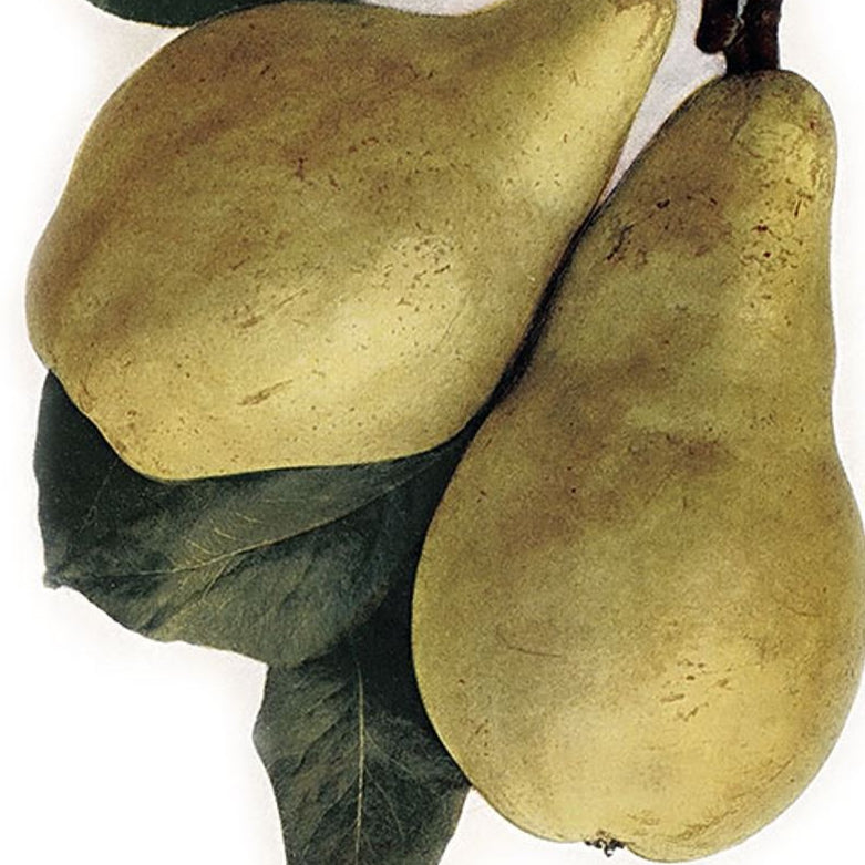 hruška Lectierova plody OSHLEC