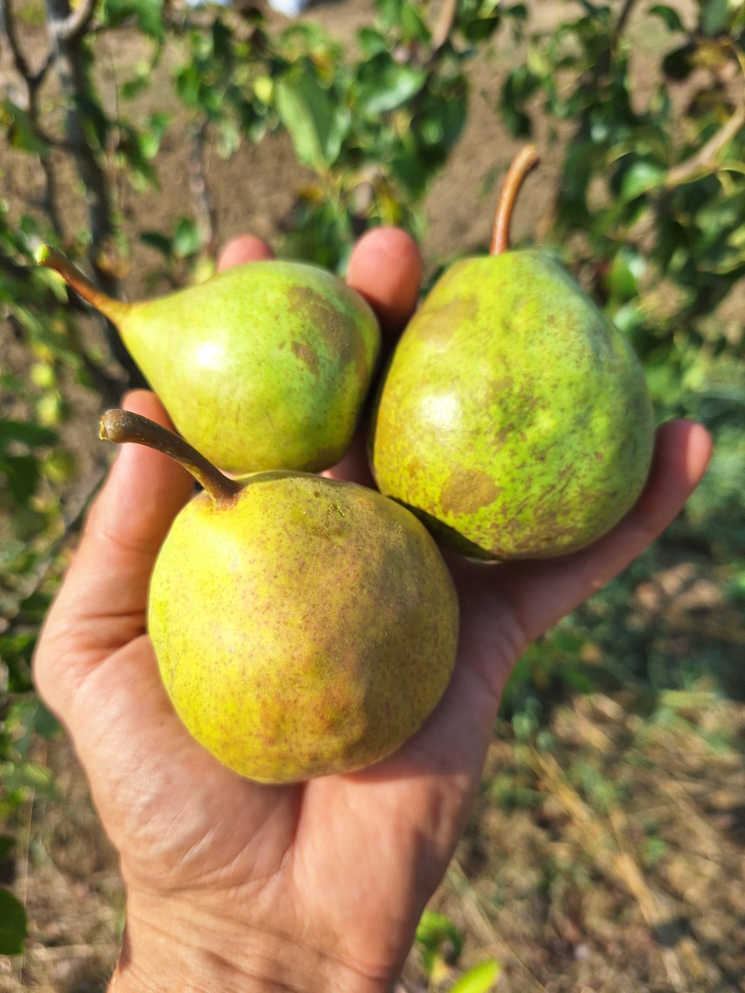 hruška Libochovicka plody OSHLIB