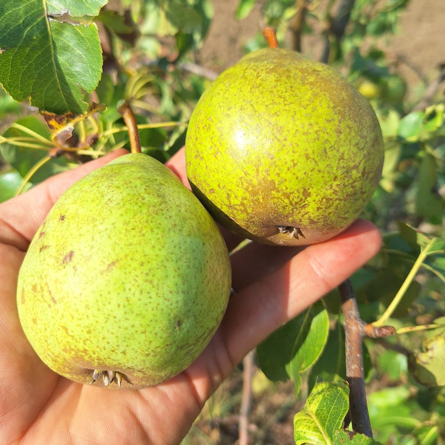 hruška Libochovická plody