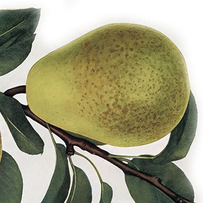 hruška Lucasova plody OSHLUC