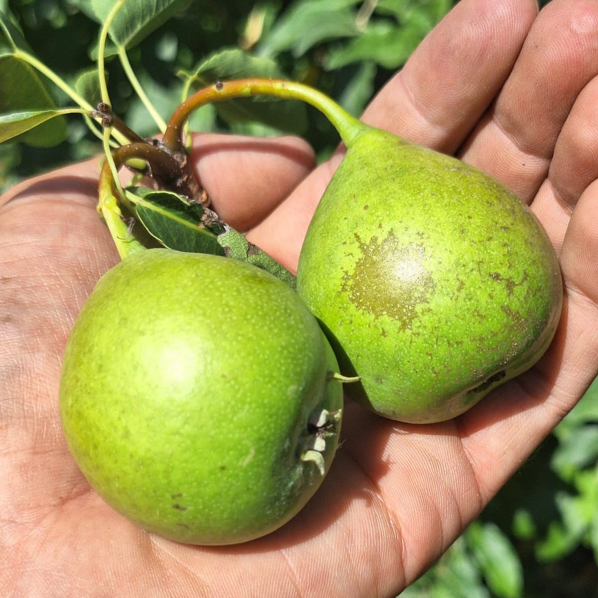 hruška Magdalenka plody v dlani