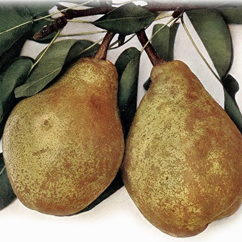 hruška Neue Poiteau plody