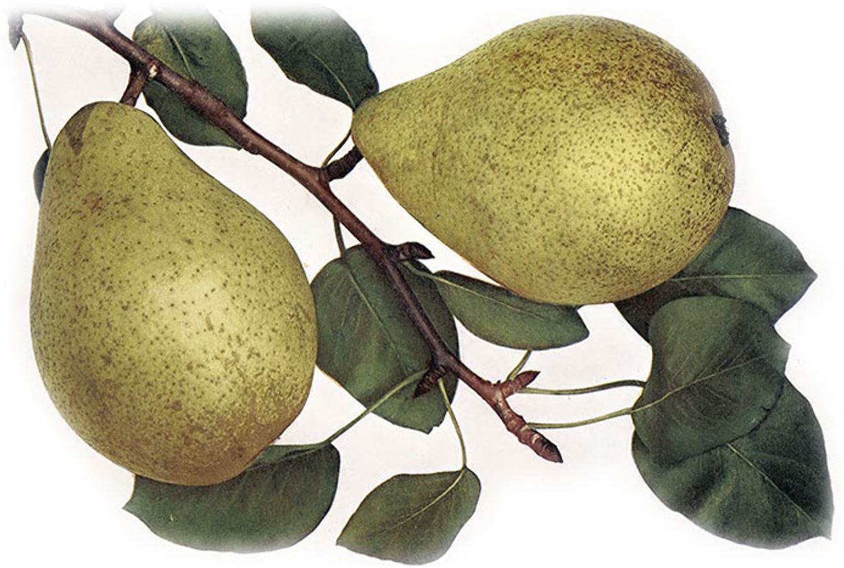 hruška Parížanka plody