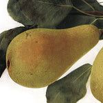 hruška Pastornica plod