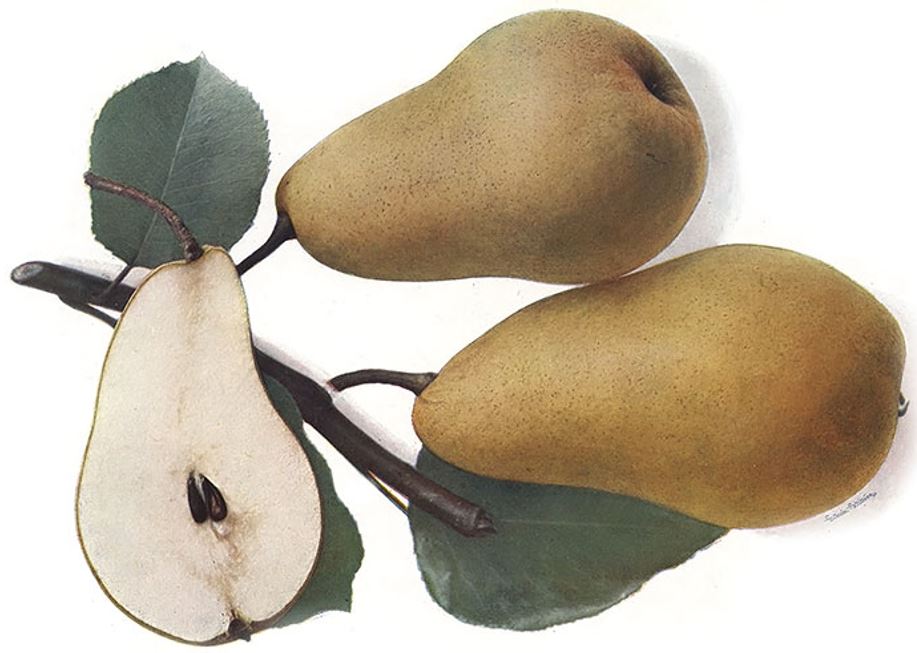 hruška Pastornica plody