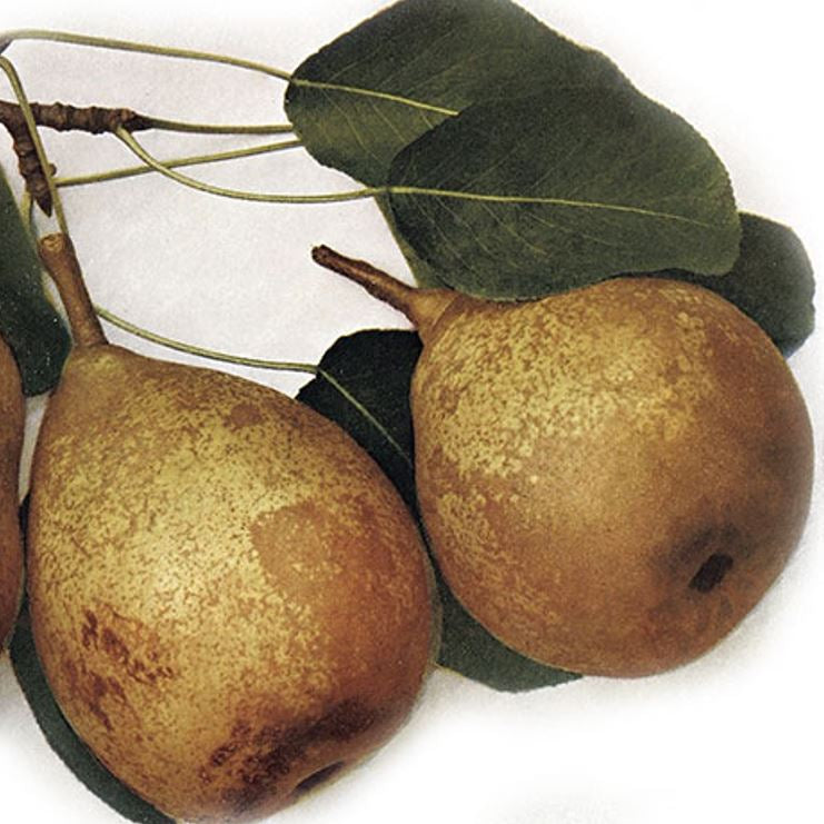 hruška Predobrá plody